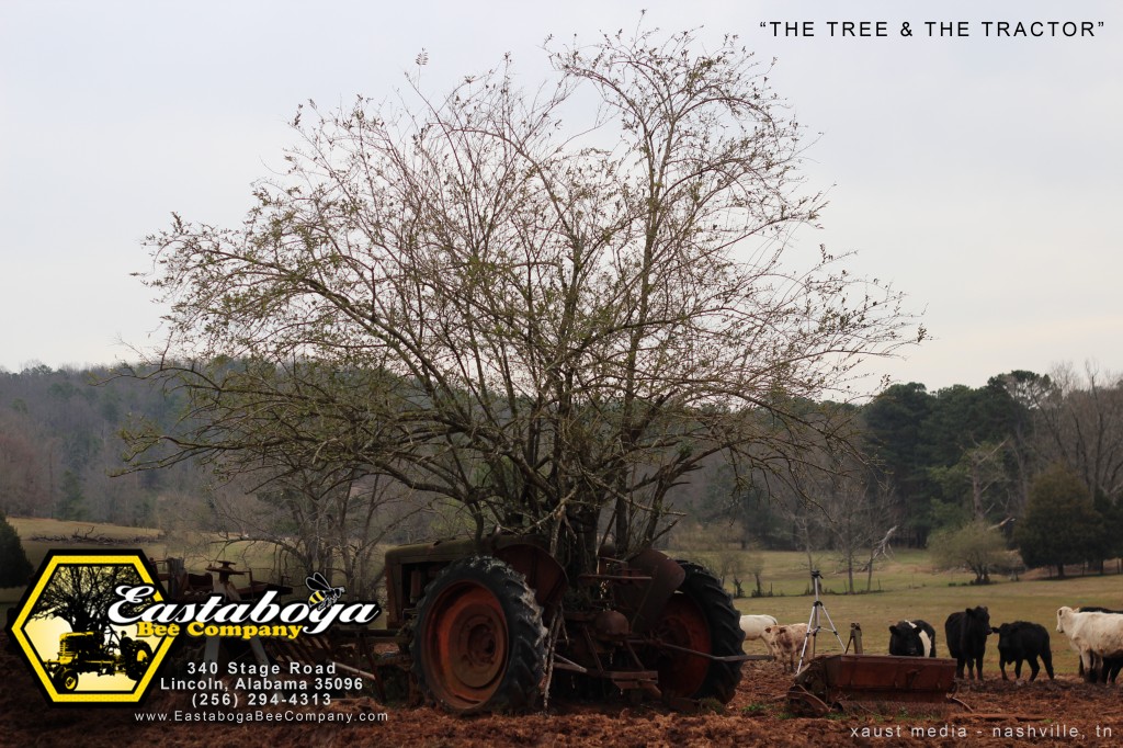 THE_TREE_&_THE_TRACTOR-IMG_1533_master